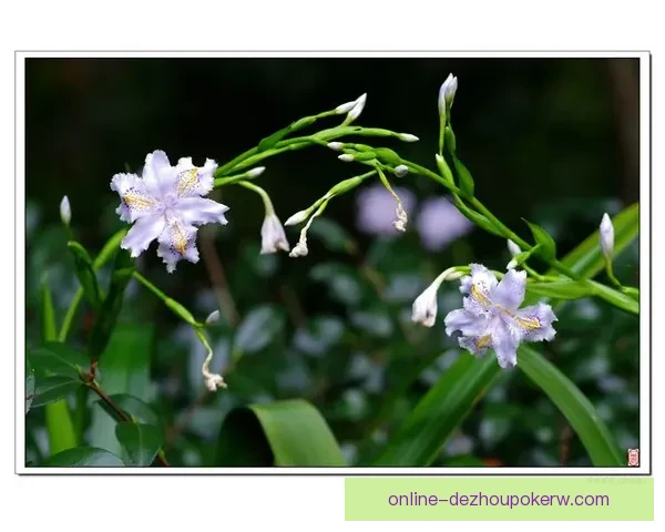 波琴81-55图寅根雷达虎系统性能优化与应用前景分析